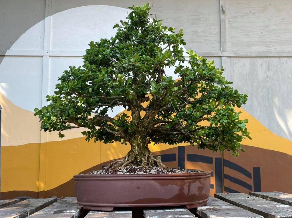 Mark Paterson Urban Oasis Bonsai