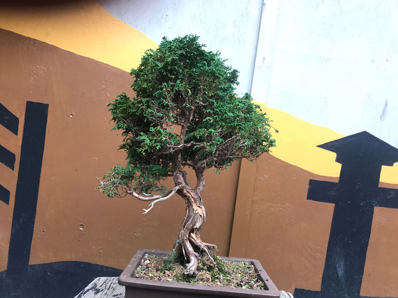 Bonsai Tree Care Victoria BC