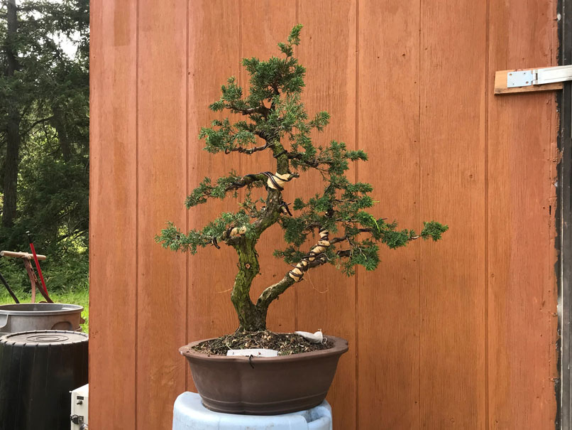 Bonsai Tree Care Victoria BC