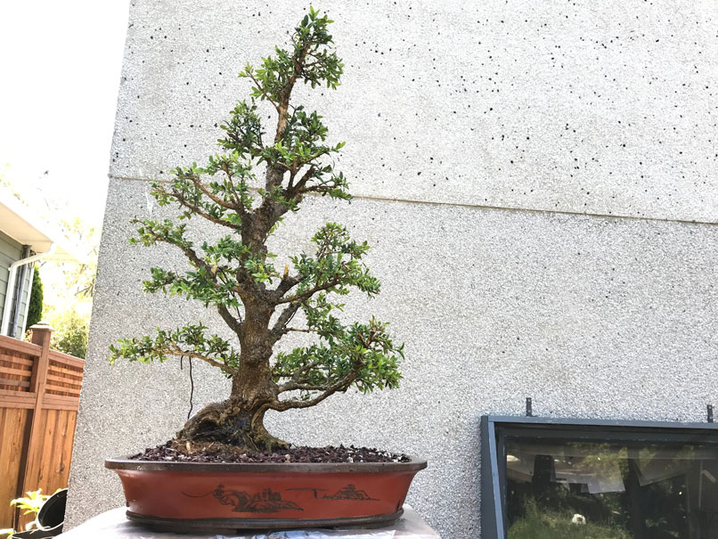 Bonsai Trees