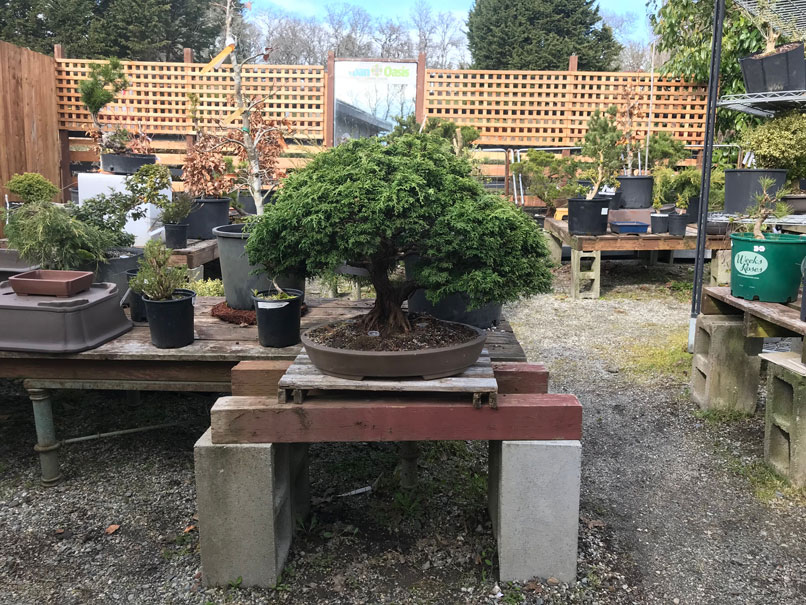 Bonsai Trees For Sale Victoria BC