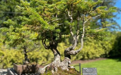 A Guide To Bonsai Care