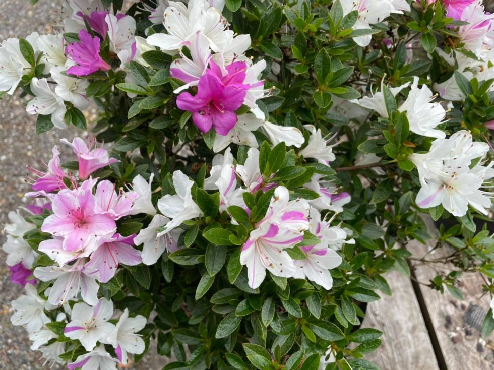 Choosing Your Bonsai Soulmate Urban Oasis Bonsai