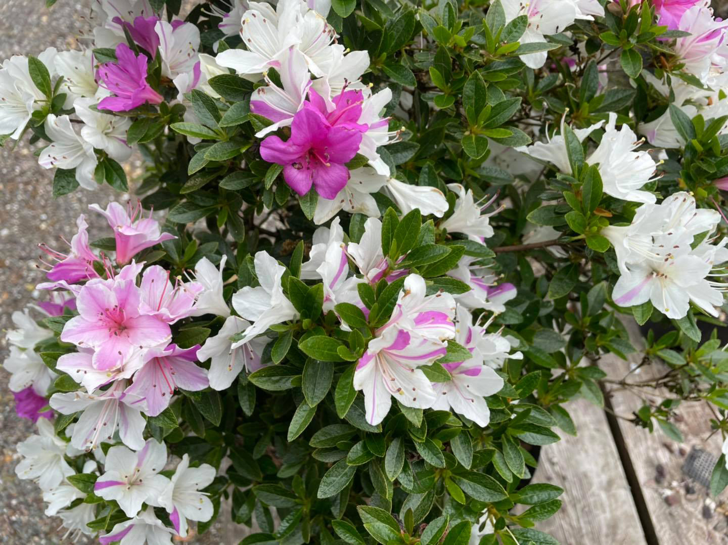 Choosing Your Bonsai Soulmate Urban Oasis Bonsai
